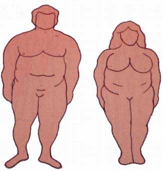 Пикнический тип телосложения (эндоморф)