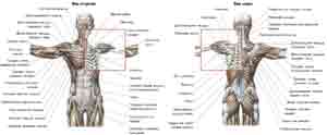 Упражнения Анатомия плечевого пояса
