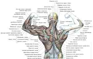 Упражнения Мышцы спины